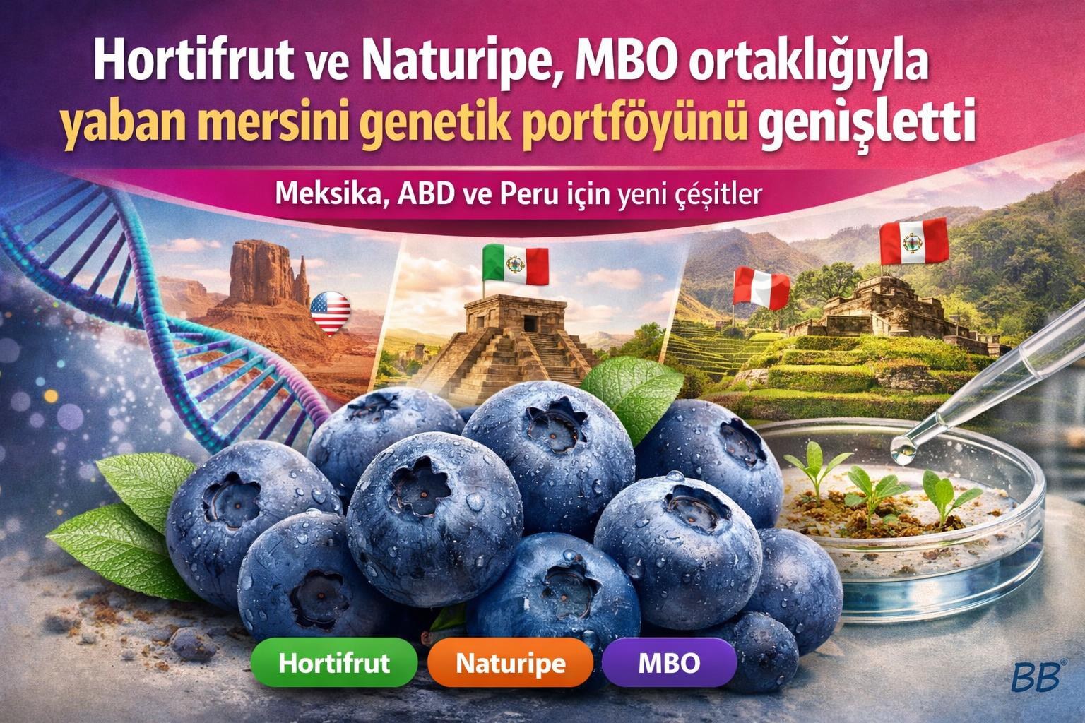 Hortifrut ve Naturipe, MBO ortaklığıyla yaban mersini genetik portföyünü genişletti görseli