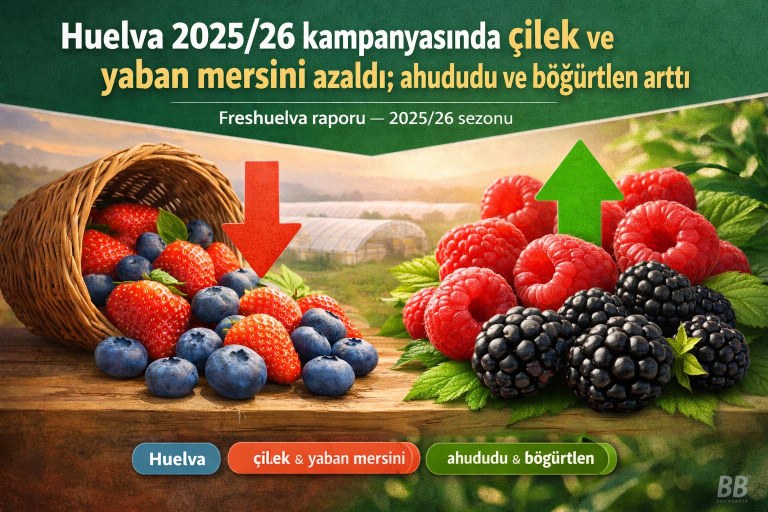 Huelva 2025/26 kampanyasında çilek ve yaban mersini azaldı; ahududu ve böğürtlen arttı görseli
