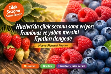 Huelva'da çilek sezonu sona eriyor; frambuaz ve yaban mersini fiyatları dengede görseli