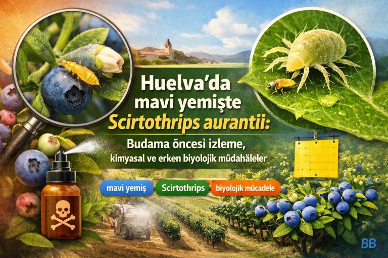 Huelva'da mavi yemişte Scirtothrips aurantii: Budama öncesi izleme, kimyasal ve erken biyolojik müdahaleler görseli