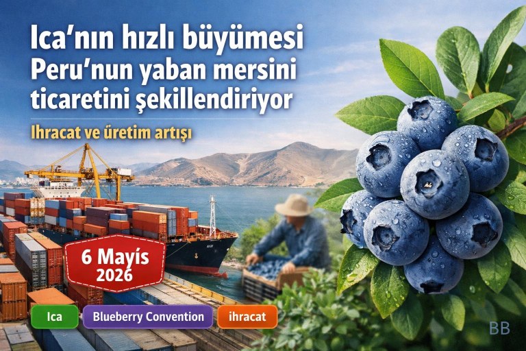 Ica'nın hızlı büyümesi Peru'nun yaban mersini ticaretini şekillendiriyor görseli
