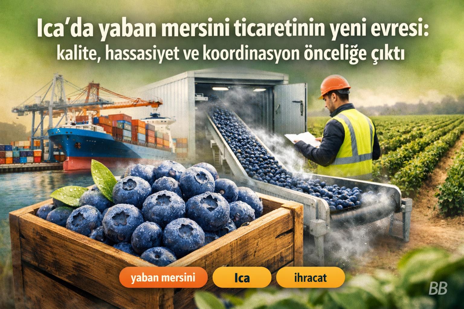 Ica'da yaban mersini ticaretinin yeni evresi: kalite, hassasiyet ve koordinasyon önceliğe çıktı görseli