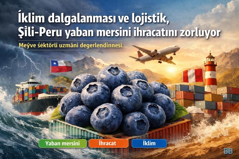 İklim dalgalanması ve lojistik, Şili-Peru yaban mersini ihracatını zorluyor görseli