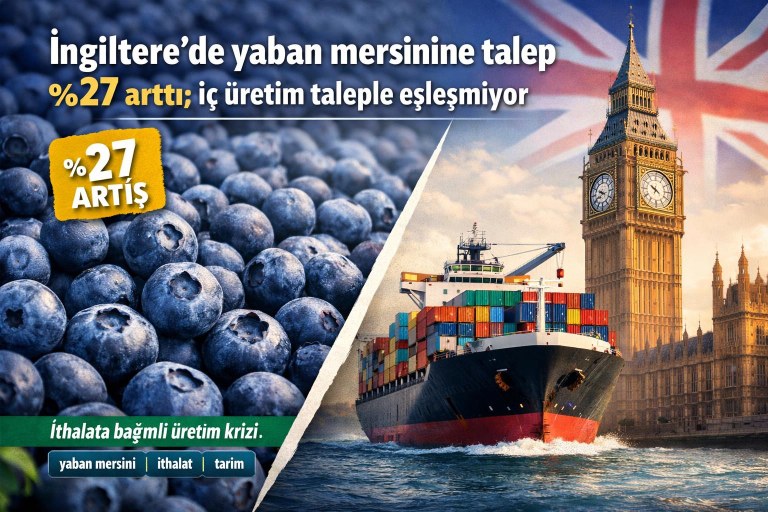 İngiltere'de yaban mersinine talep %27 arttı; iç üretim taleple eşleşmiyor görseli