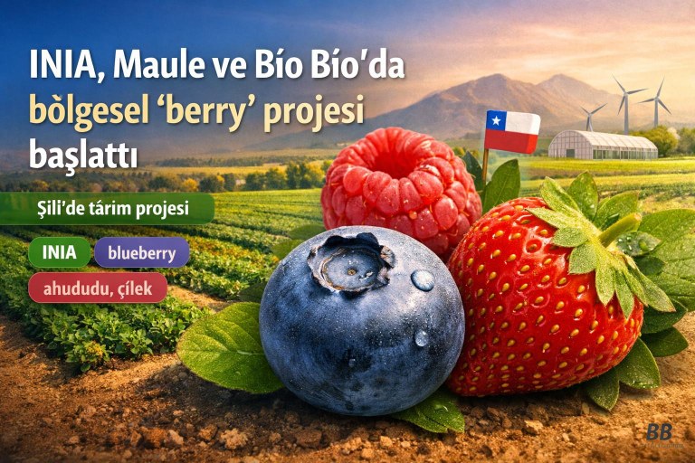 INIA, Maule ve Bío Bío'da bölgesel 'berry' projesi başlattı görseli