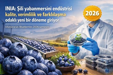 INIA: Şili yabanmersini endüstrisi kalite, verimlilik ve farklılaşma odaklı yeni bir döneme giriyor görseli