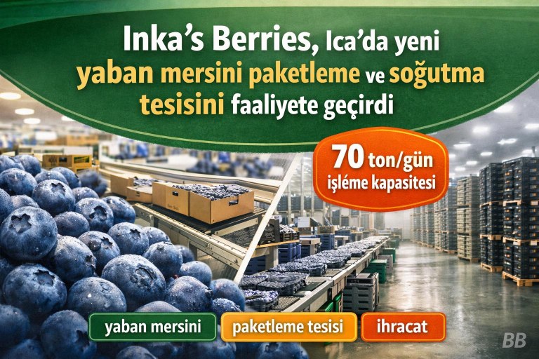 Inka's Berries, Ica'da yeni yaban mersini paketleme ve soğutma tesisini faaliyete geçirdi görseli