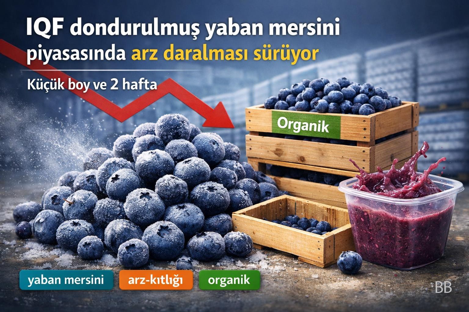 IQF dondurulmuş yaban mersini piyasasında arz daralması sürüyor görseli