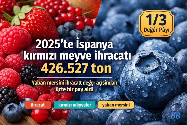 2025'te İspanya kırmızı meyve ihracatı 426.527 ton; yaban mersini ihracatı değer açısından üçte bir pay aldı görseli