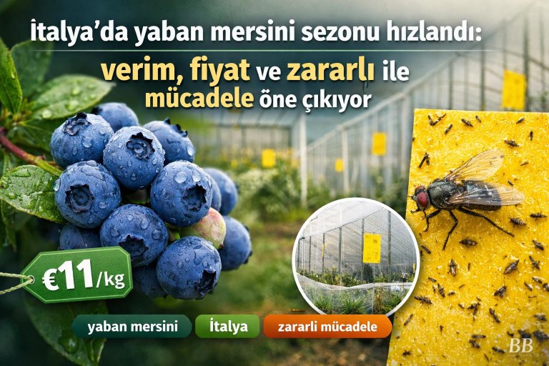 İtalya'da yaban mersini sezonu hızlandı: verim, fiyat ve zararlı ile mücadele öne çıkıyor görseli