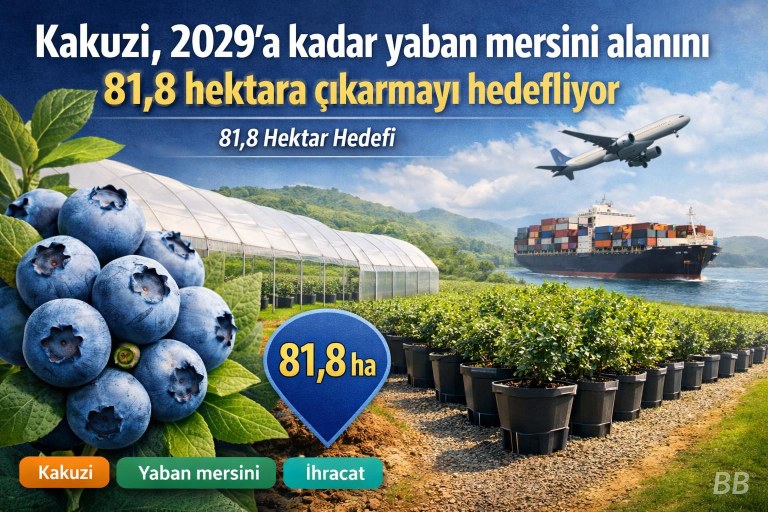 Kakuzi, 2029'a kadar yaban mersini alanını 81,8 hektara çıkarmayı hedefliyor görseli