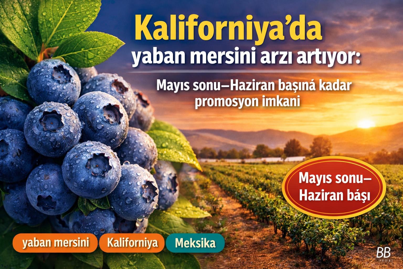 Kaliforniya'da yaban mersini arzı artıyor: Mayıs sonu–Haziran başına kadar promosyon imkanı gorseli