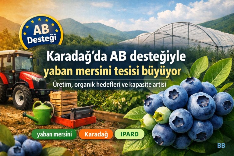 Karadağ'da AB desteğiyle yaban mersini tesisi büyüyor: Üretim, organik hedefleri ve kapasite artışı görseli