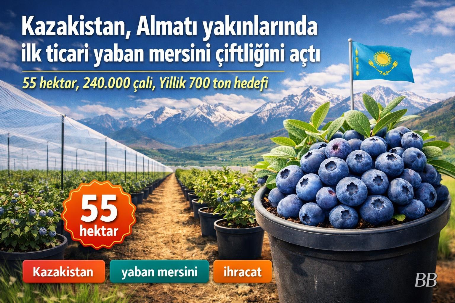 Kazakistan, Almatı yakınlarında ilk ticari yaban mersini çiftliğini açtı görseli