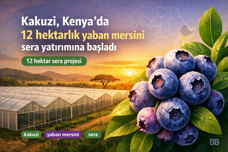 Kakuzi, Kenya'da 12 hektarlık yaban mersini sera yatırımına başladı görseli