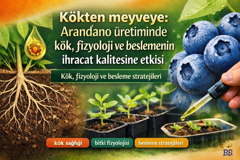 Kökten meyveye: Arandano üretiminde kök, fizyoloji ve beslemenin ihracat kalitesine etkisi görseli