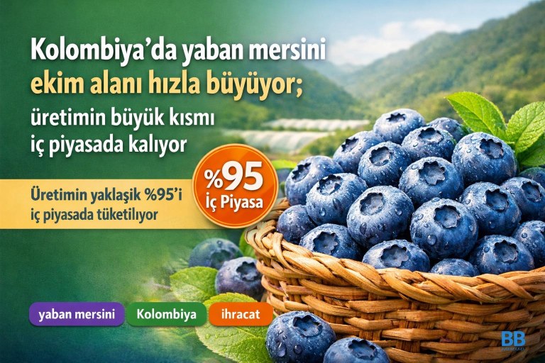 Kolombiya'da yaban mersini ekim alanı hızla büyüyor; üretimin büyük kısmı iç piyasada kalıyor görseli
