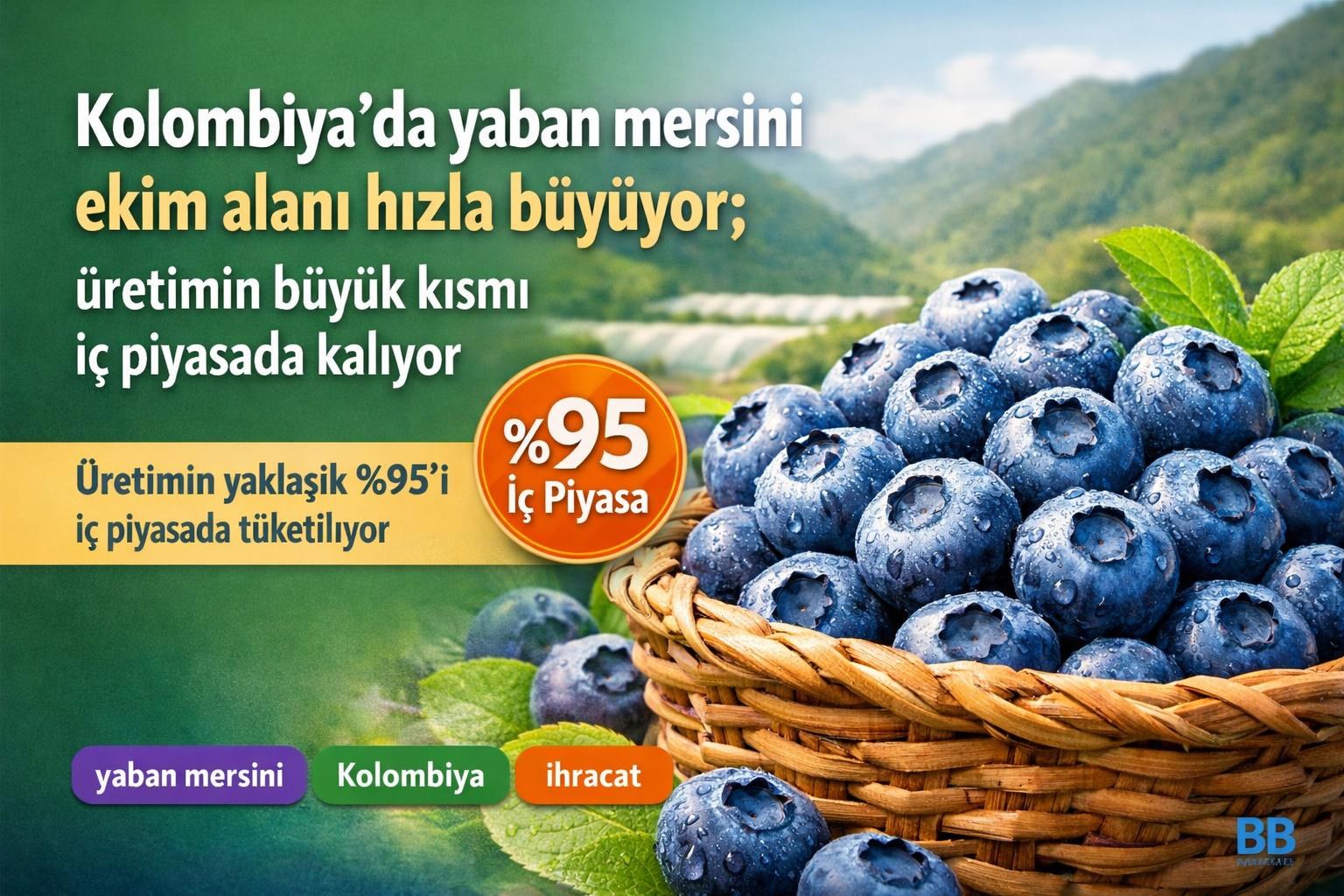 Kolombiya'da yaban mersini ekim alanı hızla büyüyor; üretimin büyük kısmı iç piyasada kalıyor gorseli