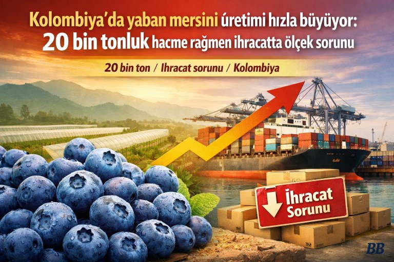 Kolombiya’da yaban mersini üretimi hızla büyüyor: 20 bin tonluk hacme rağmen ihracatta ölçek sorunu görseli