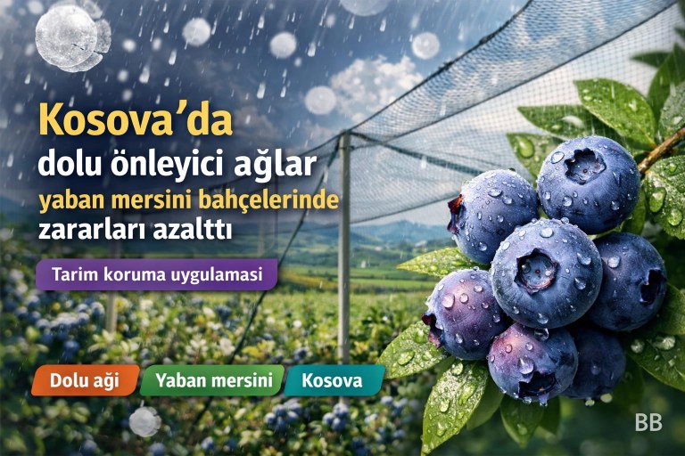 Kosova'da dolu önleyici ağlar yaban mersini bahçelerinde zararları azalttı görseli