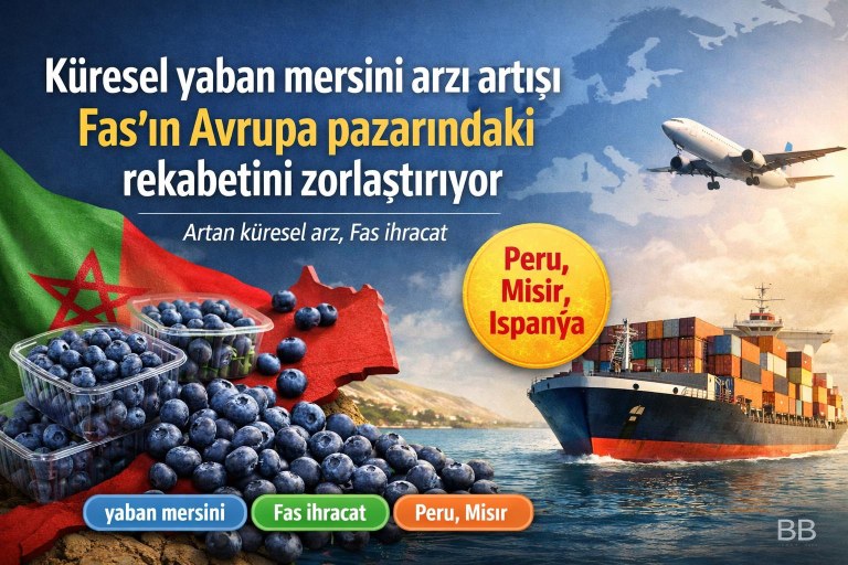 Küresel yaban mersini arzı artışı Fas'ın Avrupa pazarındaki rekabetini zorlaştırıyor görseli