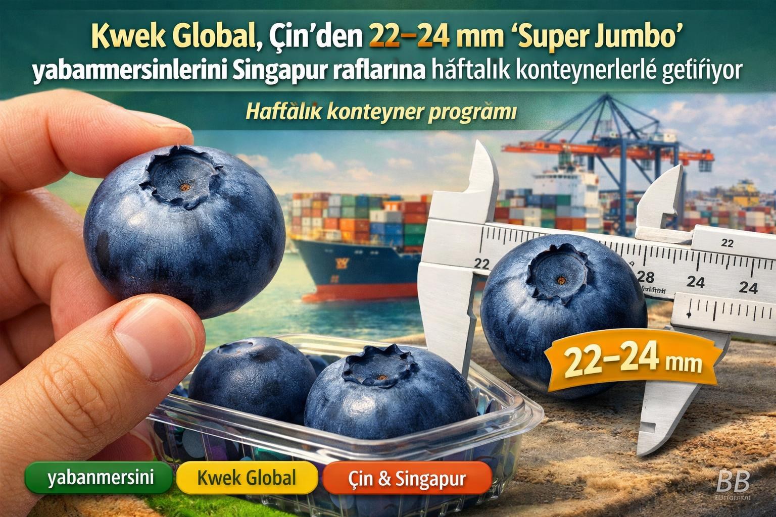 Kwek Global, Çin'den 22–24 mm 'Super Jumbo' yabanmersinlerini Singapur raflarına haftalık konteynerlerle getiriyor gorseli