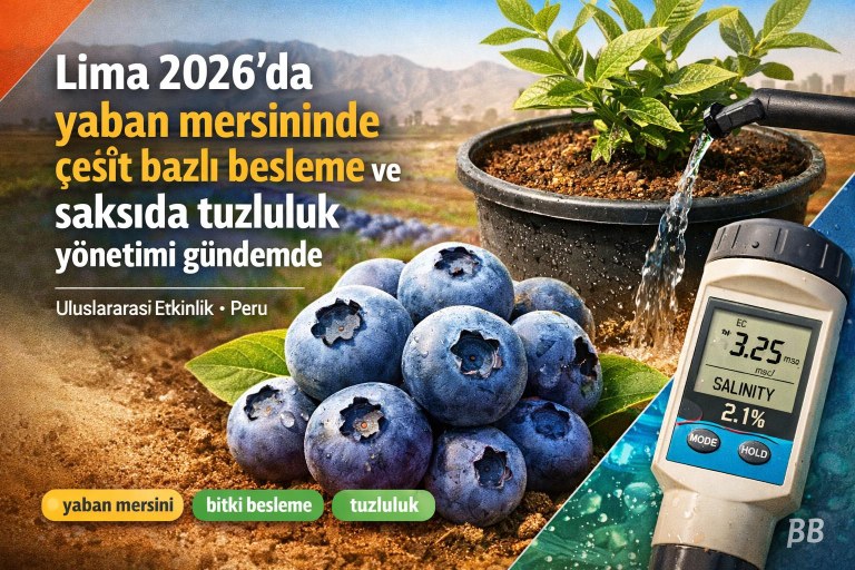 Lima 2026’da yaban mersininde çeşit bazlı besleme ve saksıda tuzluluk yönetimi gündemde görseli