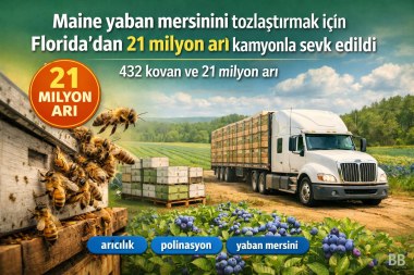 Maine yaban mersinini tozlaştırmak için Florida'dan 21 milyon arı kamyonla sevk edildi görseli