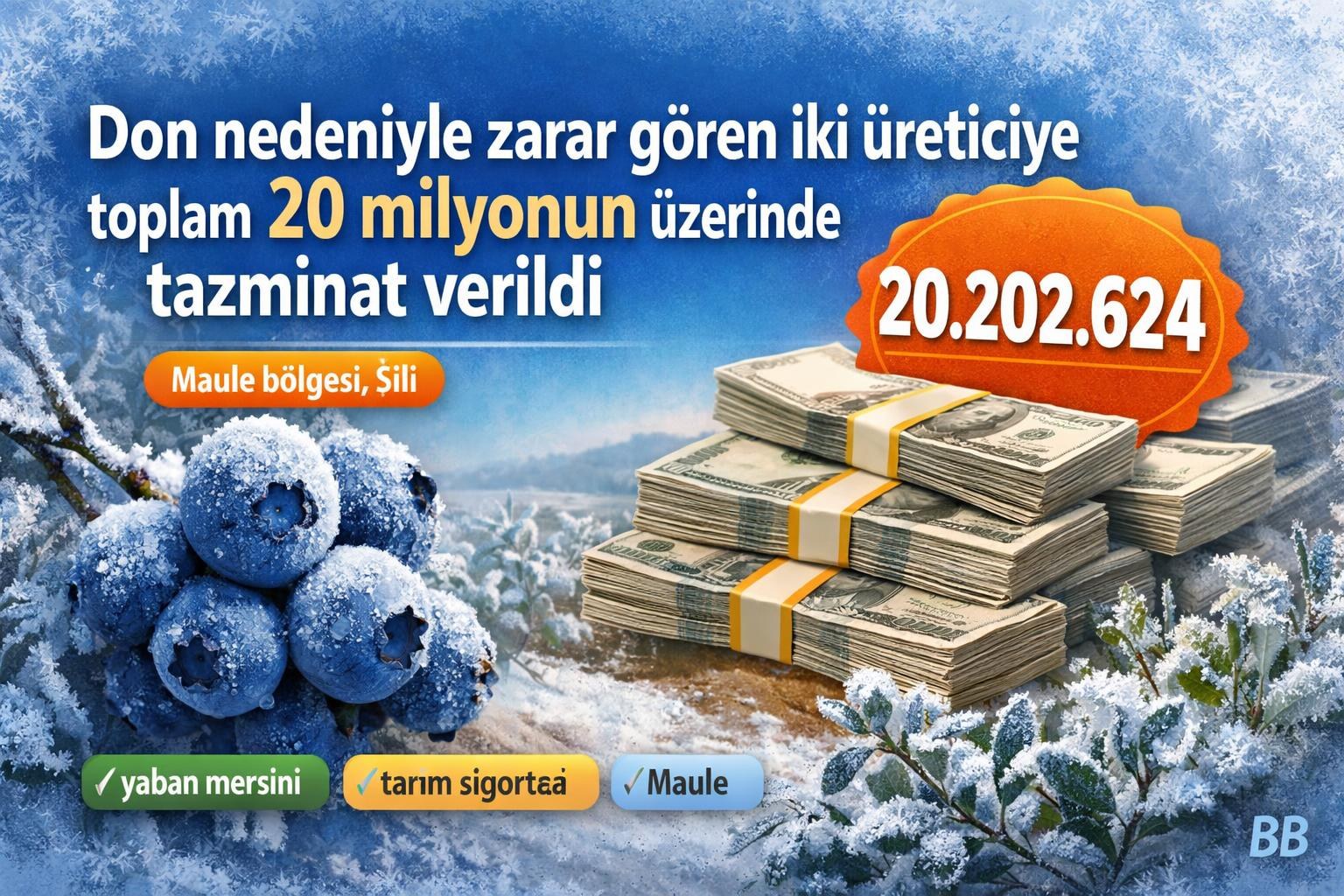 Maule bölgesinde iki yaban mersini üreticisine don zararı için 20,202,624 tutarında tazminat ödendi görseli
