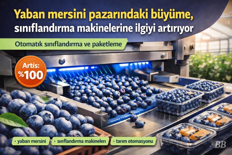 Yaban mersini pazarındaki büyüme, sınıflandırma makinelerine ilgiyi artırıyor görseli