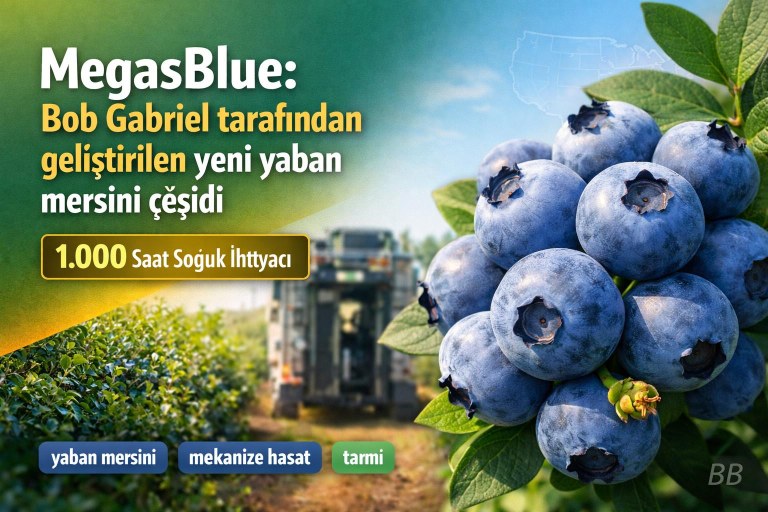 MegasBlue: Bob Gabriel tarafından geliştirilen yeni yaban mersini çeşidi görseli