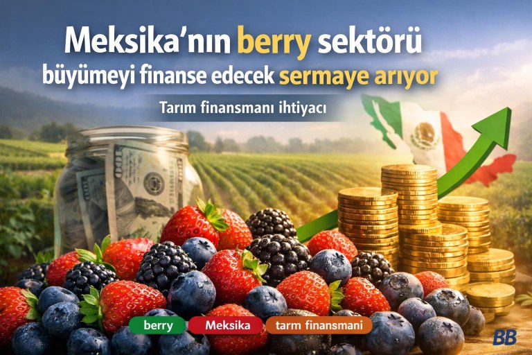 Meksika'nın berry sektörü büyümeyi finanse edecek sermaye arıyor görseli