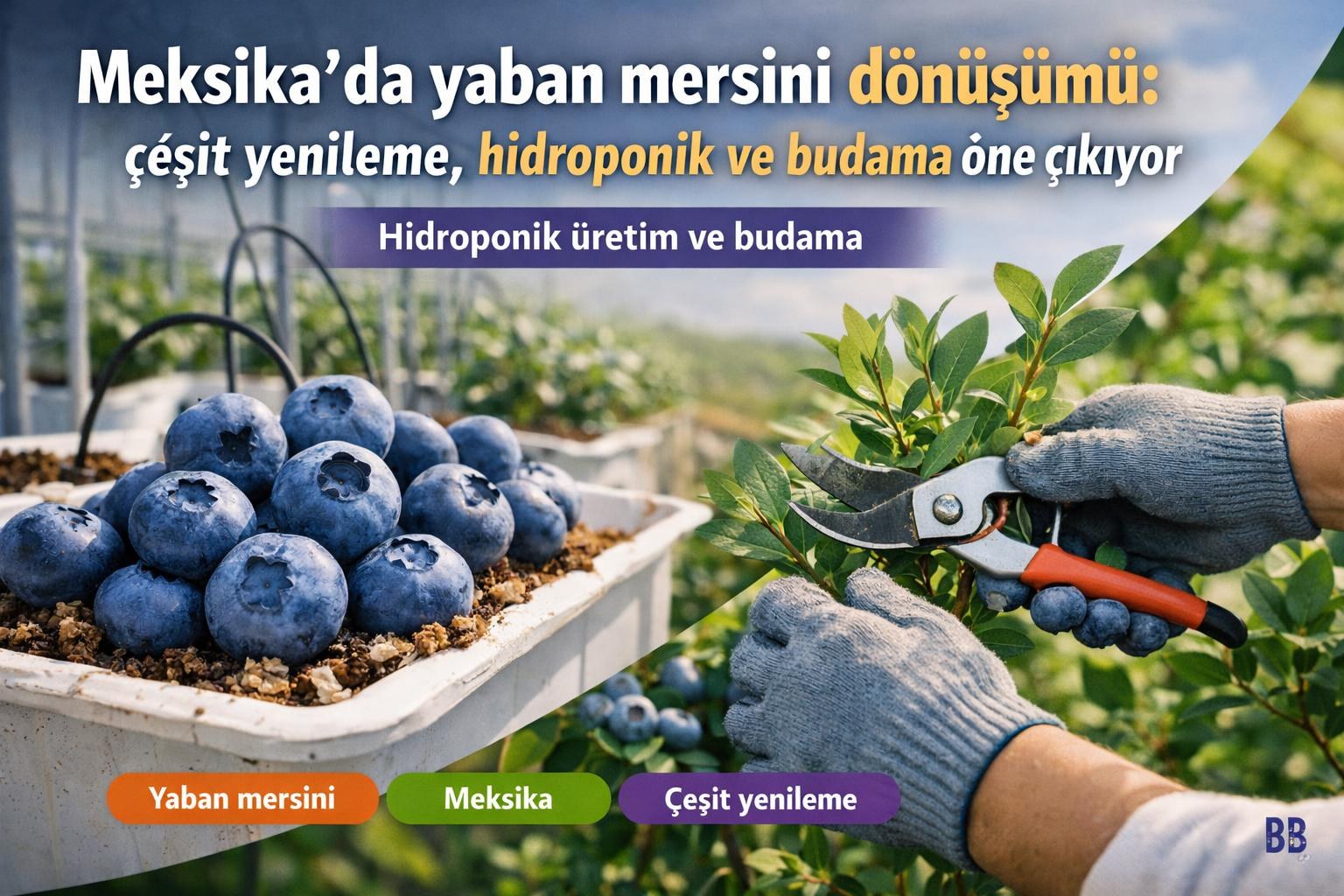 Meksika'da yaban mersini dönüşümü: çeşit yenileme, hidroponik ve budama öne çıkıyor görseli
