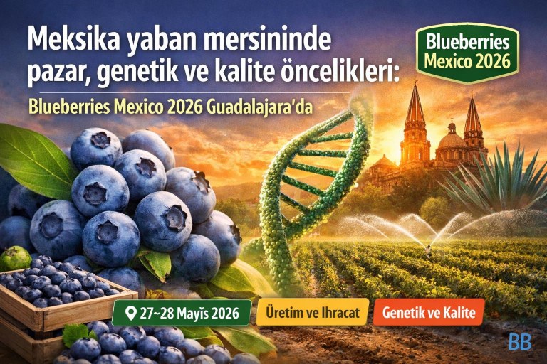 Meksika yaban mersininde pazar, genetik ve kalite öncelikleri: Blueberries Mexico 2026 Guadalajara'da görseli