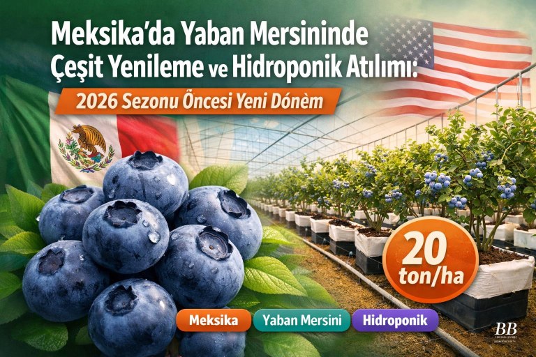 Meksika’da Yaban Mersininde Çeşit Yenileme ve Hidroponik Atılımı: 2026 Sezonu Öncesi Yeni Dönem görseli