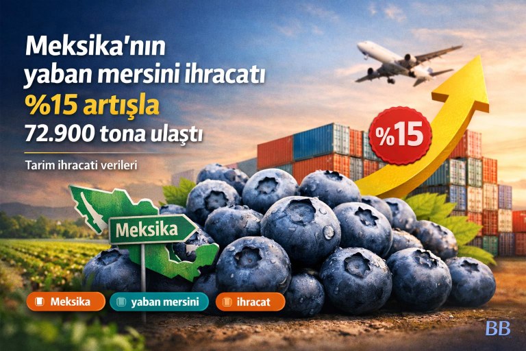 Meksika'nın yaban mersini ihracatı %15 artışla 72.900 tona ulaştı görseli