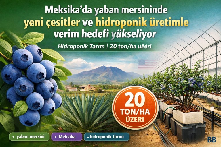 Meksika’da yaban mersininde yeni çeşitler ve hidroponik üretimle verim hedefi yükseliyor görseli