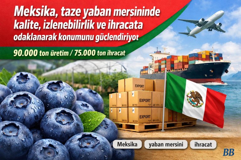 Meksika, taze yaban mersininde kalite, izlenebilirlik ve ihracata odaklanarak konumunu güçlendiriyor görseli