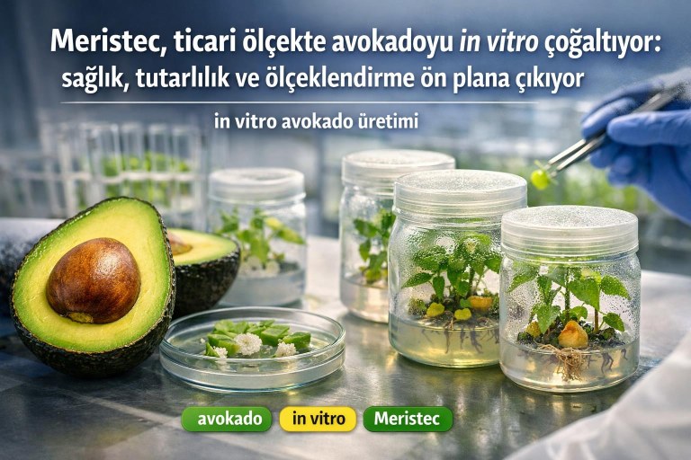 Meristec, ticari ölçekte avokadoyu in vitro çoğaltıyor: sağlık, tutarlılık ve ölçeklendirme ön plana çıkıyor görseli