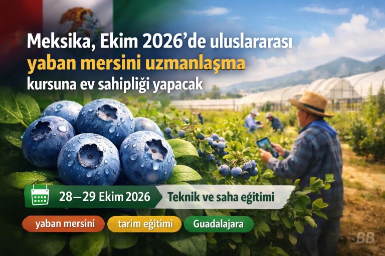 Meksika, Ekim 2026'de uluslararası yaban mersini uzmanlaşma kursuna ev sahipliği yapacak görseli