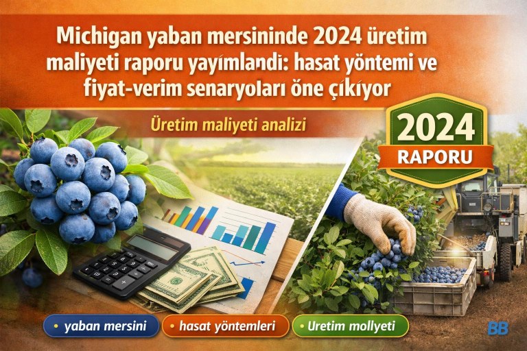 Michigan yaban mersininde 2024 üretim maliyeti raporu yayımlandı: hasat yöntemi ve fiyat-verim senaryoları öne çıkıyor görseli