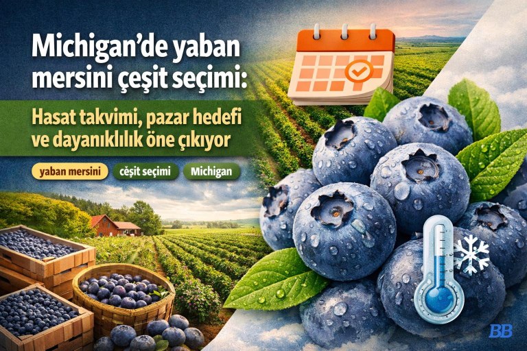 Michigan’de yaban mersini çeşit seçimi: Hasat takvimi, pazar hedefi ve dayanıklılık öne çıkıyor görseli
