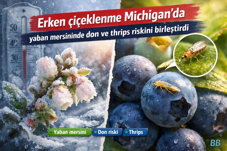 Erken çiçeklenme Michigan'da yaban mersininde don ve thrips riskini birleştirdi görseli
