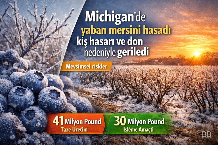 Michigan'de yaban mersini hasadı kış hasarı ve don nedeniyle geriledi görseli