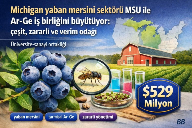 Michigan yaban mersini sektörü MSU ile Ar-Ge iş birliğini büyütüyor: çeşit, zararlı ve verim odağı görseli