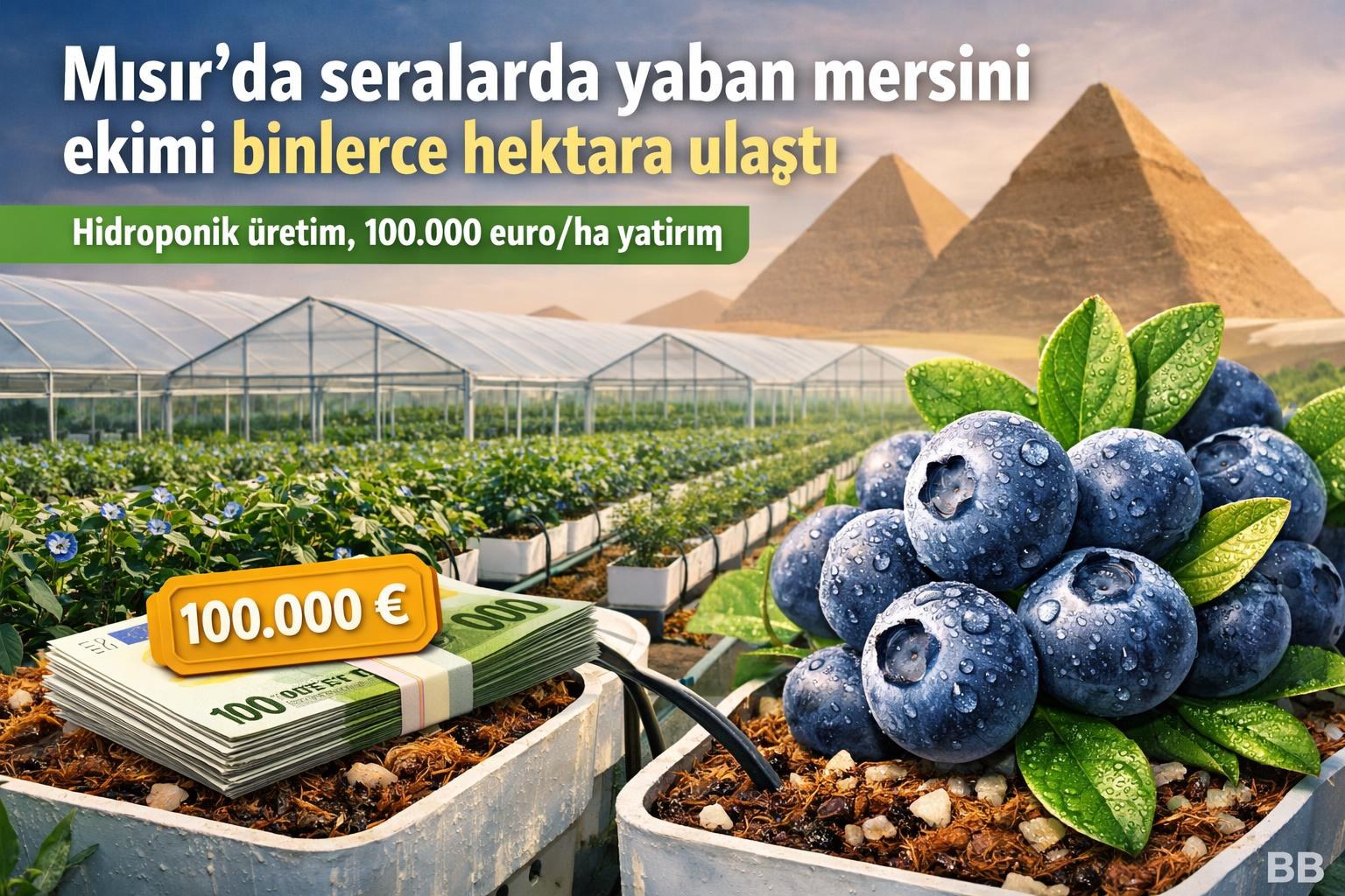 Mısır'da seralarda yaban mersini ekimi binlerce hektara ulaştı gorseli