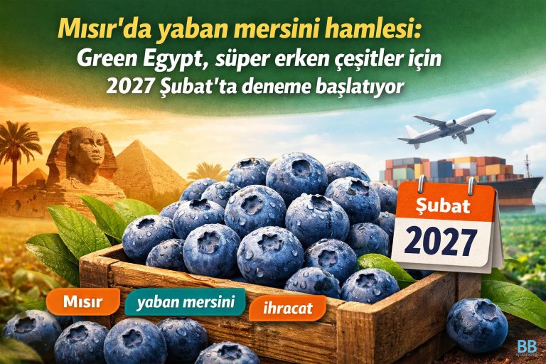 Mısır'da yaban mersini hamlesi: Green Egypt, süper erken çeşitler için 2027 Şubat'ta deneme başlatıyor görseli