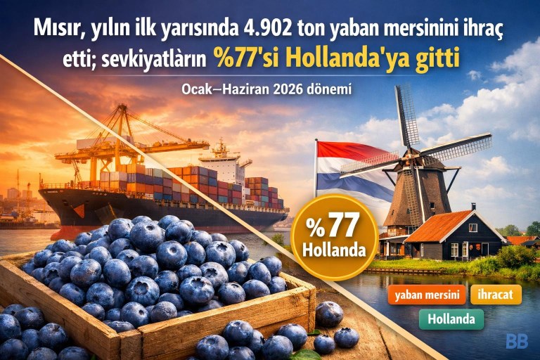 Mısır, yılın ilk yarısında 4.902 ton yaban mersinini ihraç etti; sevkiyatların %77'si Hollanda'ya gitti görseli