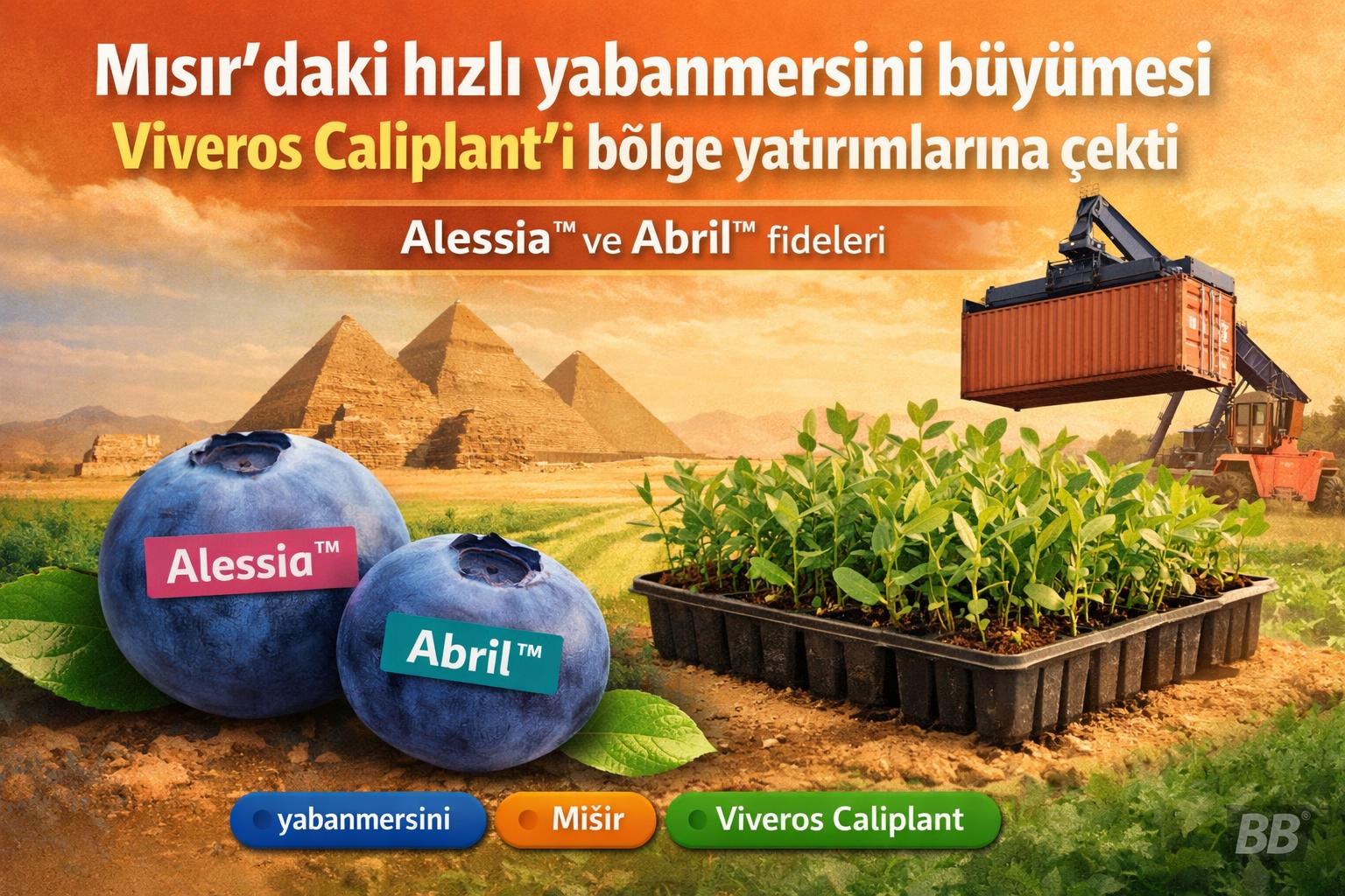 Mısır’daki hızlı yabanmersini büyümesi Viveros Caliplant’ı bölge yatırımlarına çekti görseli