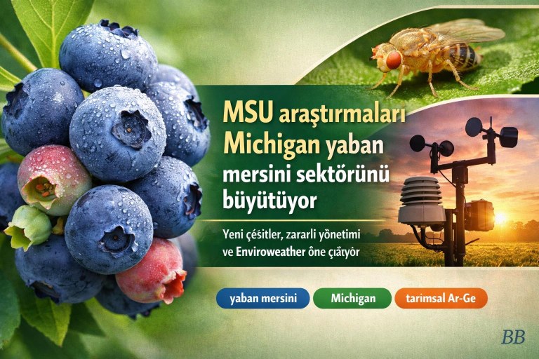 MSU araştırmaları Michigan yaban mersini sektörünü büyütüyor: Yeni çeşitler, zararlı yönetimi ve Enviroweather öne çıkıyor görseli